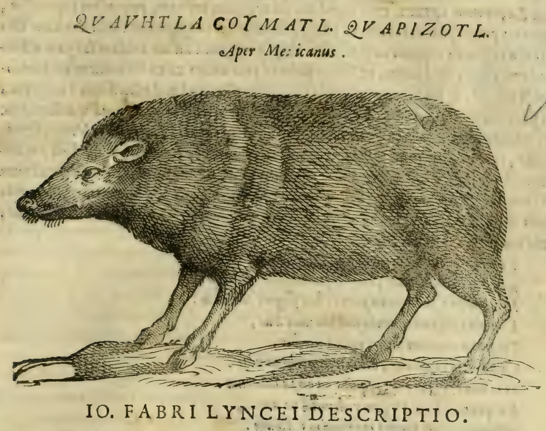 Hernández XII 637r, cuauhtlacoyametl, cuapitzotl