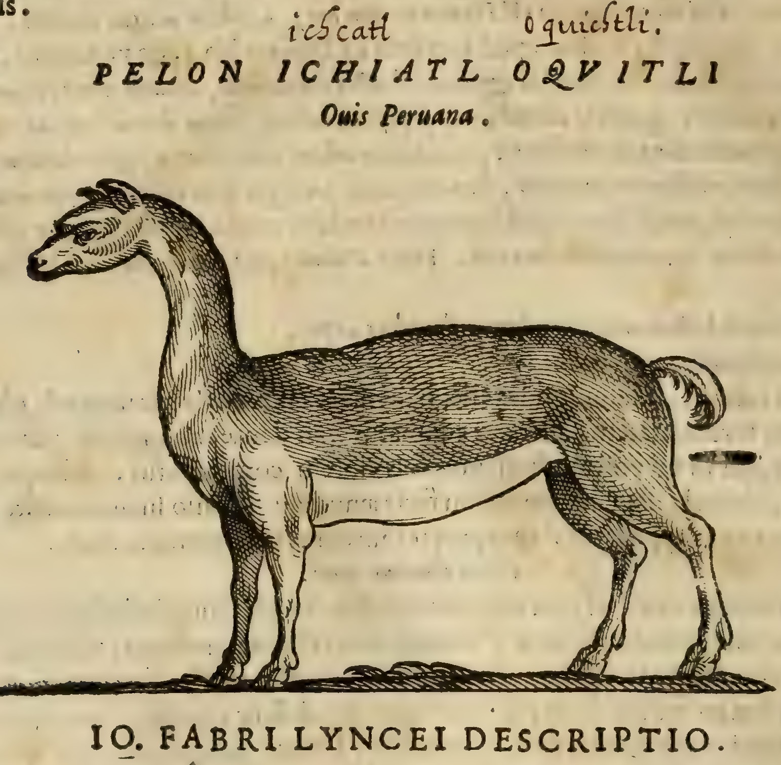 Hernández XII 660v, ichcatl oquichtli