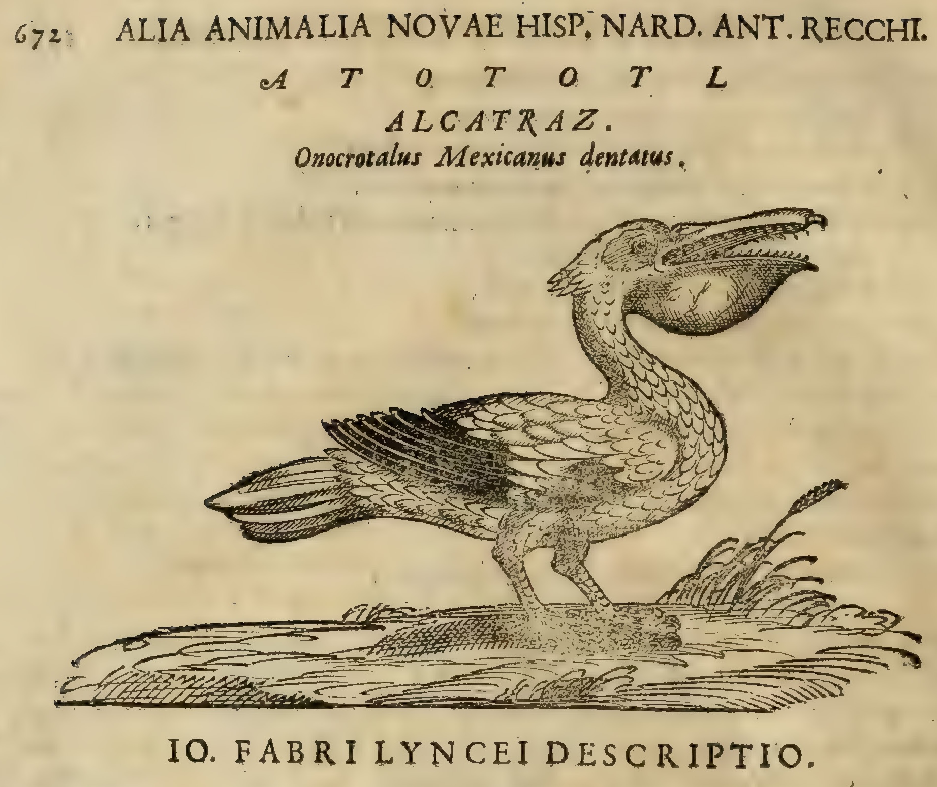 Hernández XII 672v, atototl