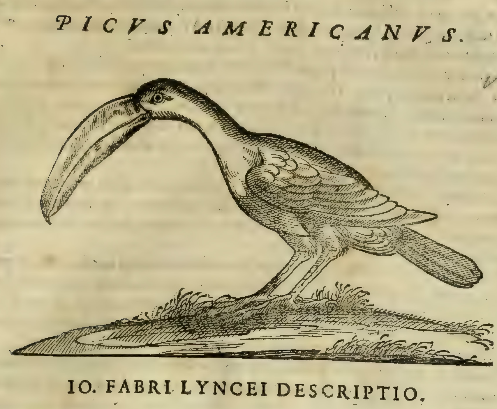 Hernández XII 697r, picus americanus