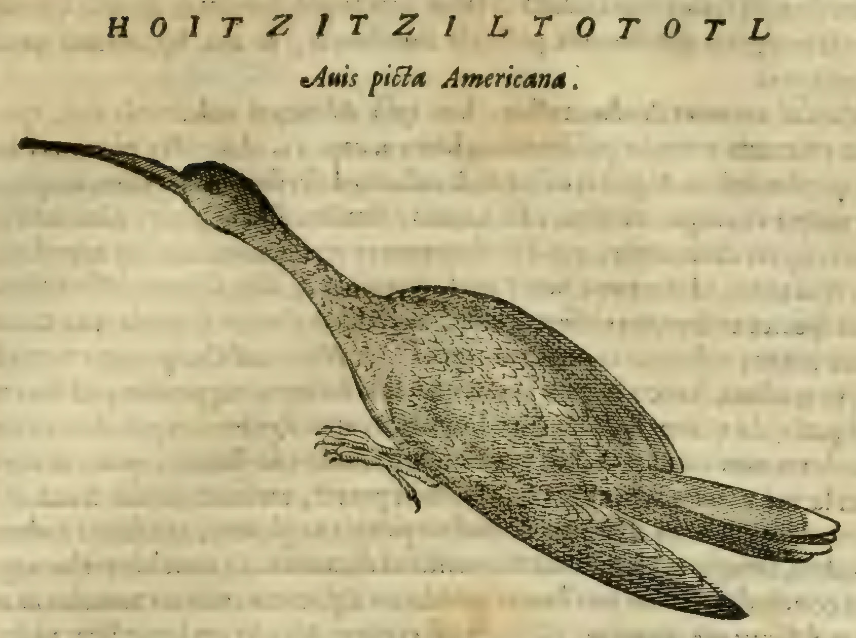 Hernández XII 705r, huitzitziltototl