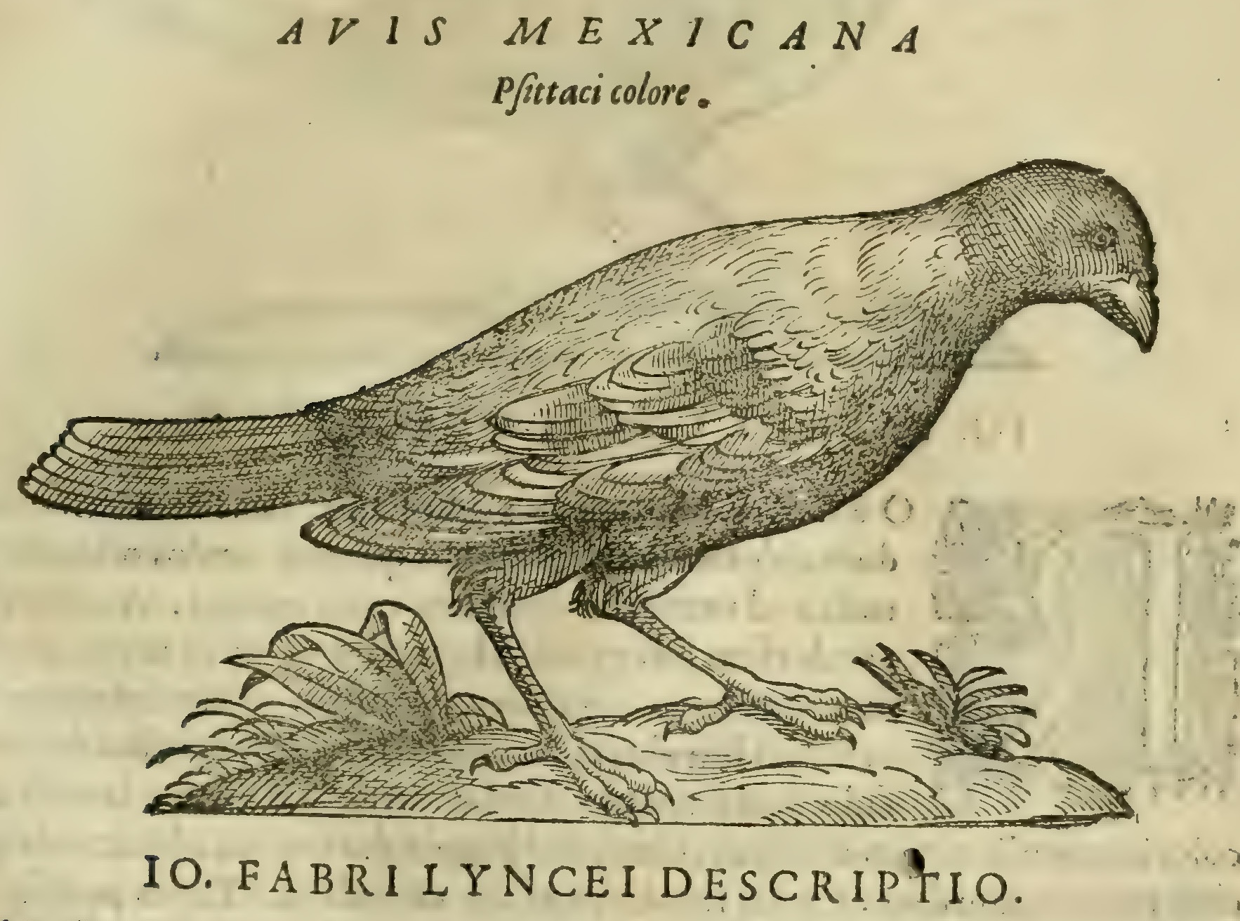 Hernández XII 709r, avis mexicana