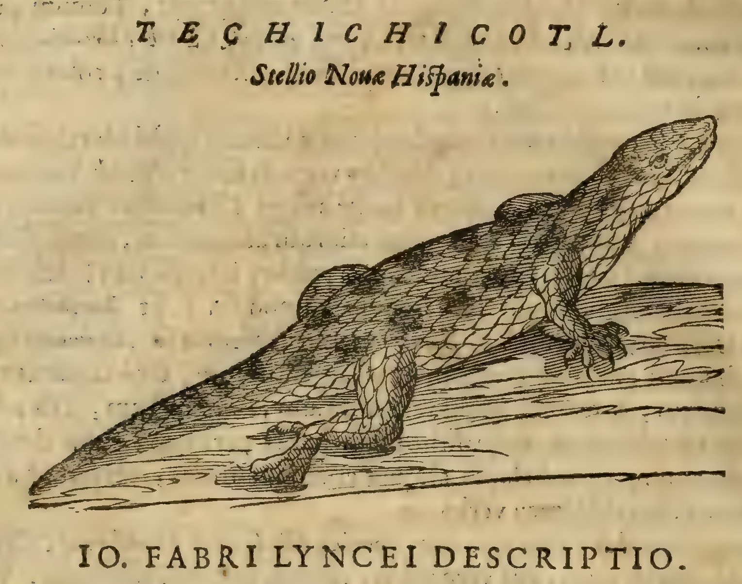 Hernández XII 744v, techichicotl