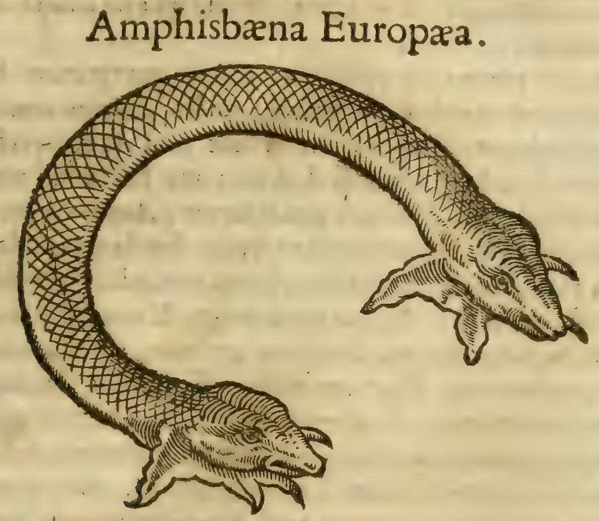 Hernández XII 797r, amphisbæna