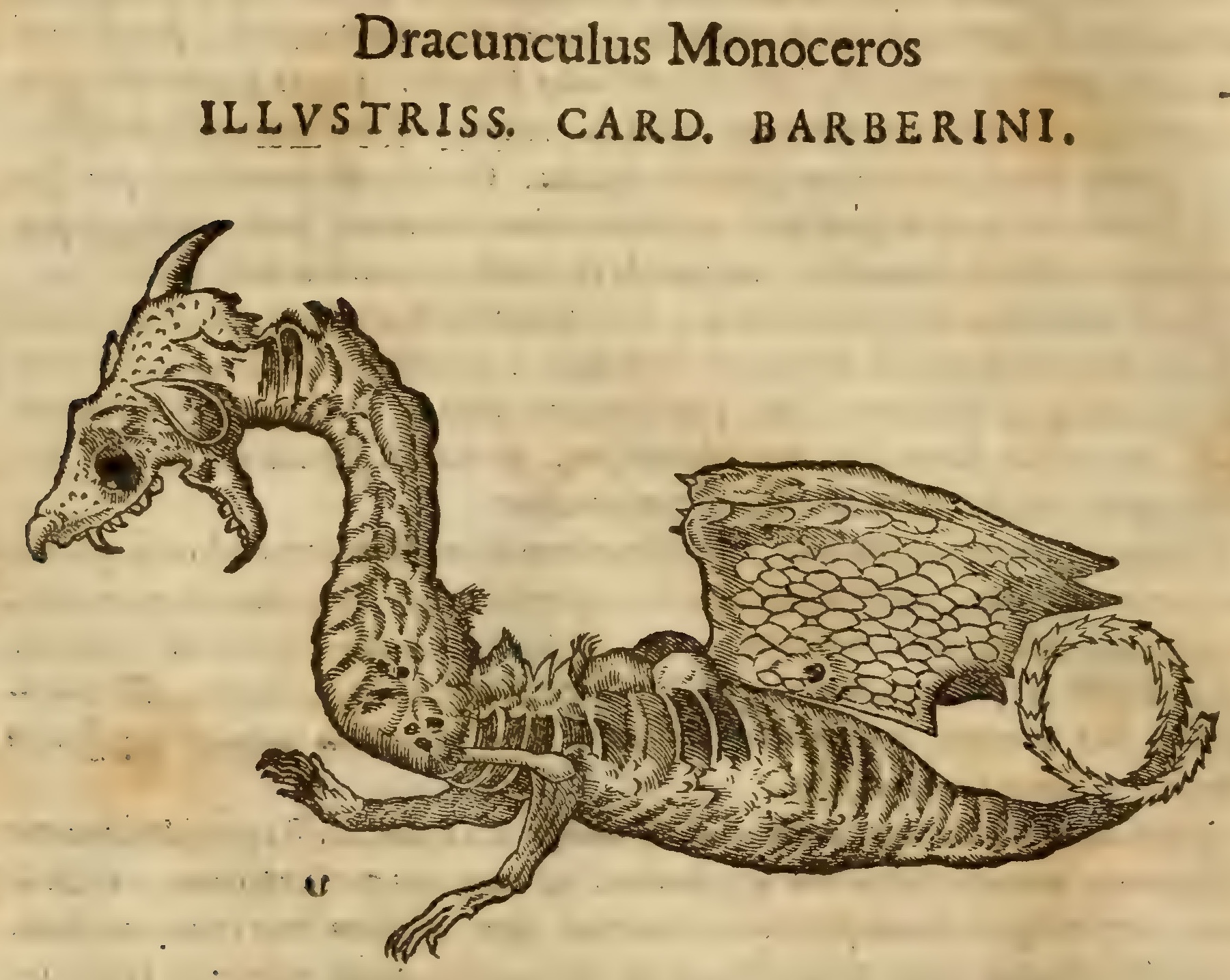 Hernández XII 816v, dracunculus monoceros