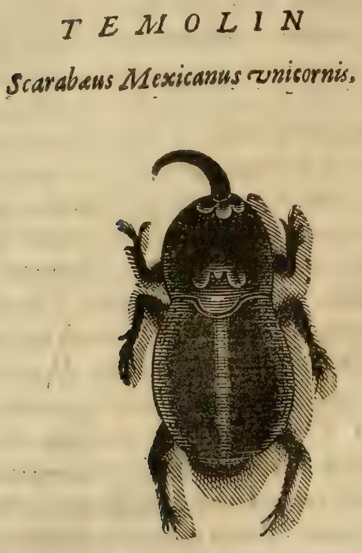 Hernández XII 832v, temolin