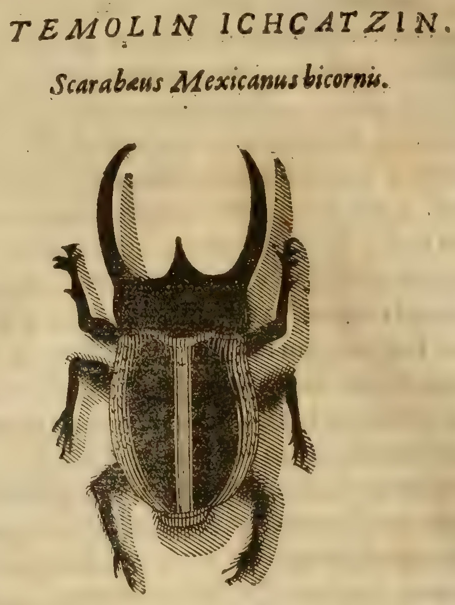 Hernández XII 832v, temolin ichcatzin