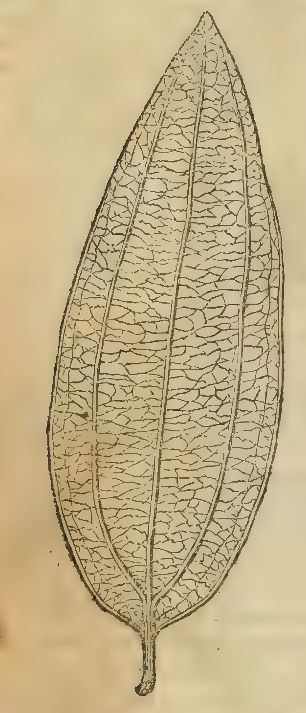 Hernández XIII 864v, canela