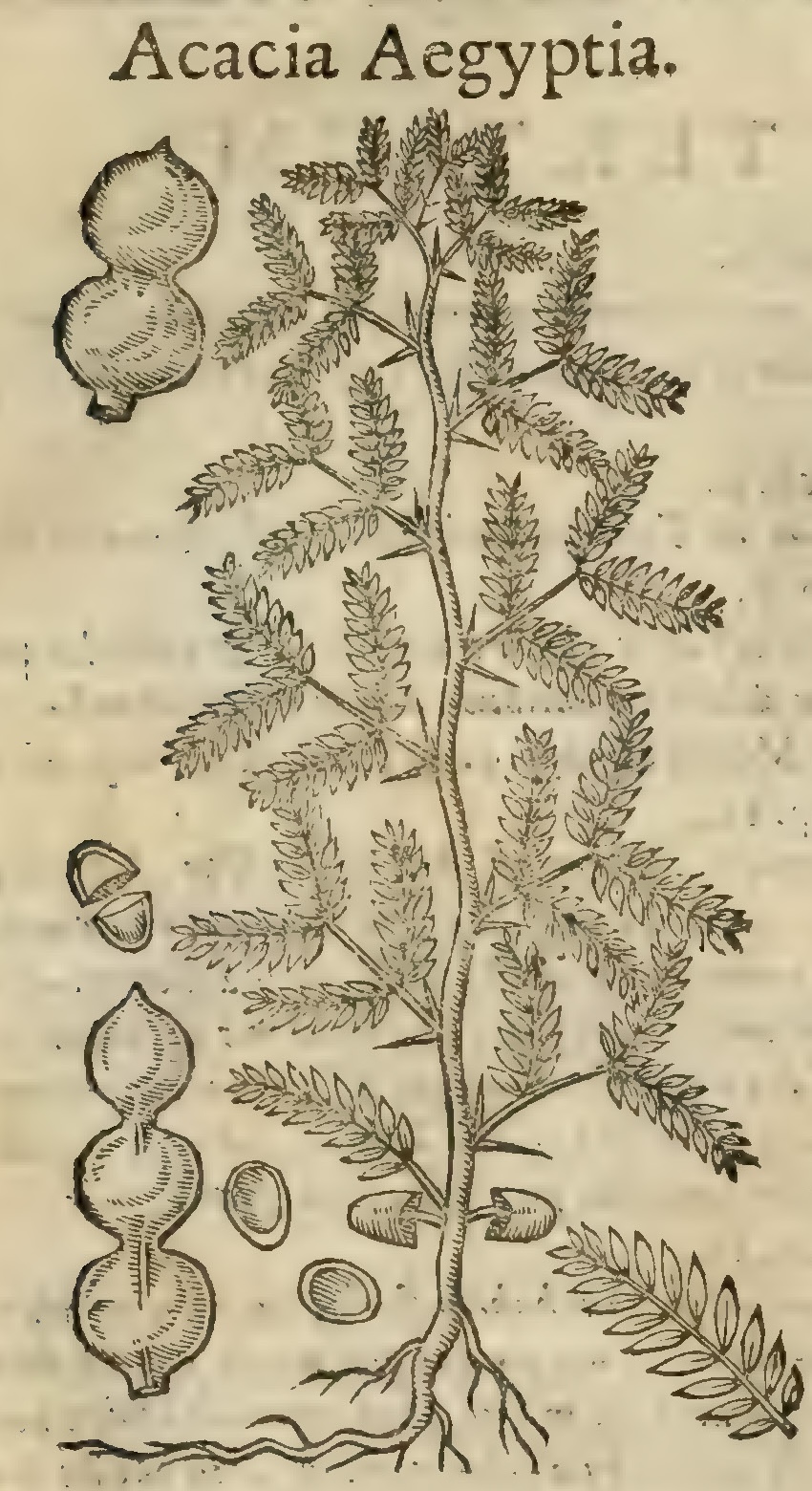 Hernández XIII 866v, acacia egipcia