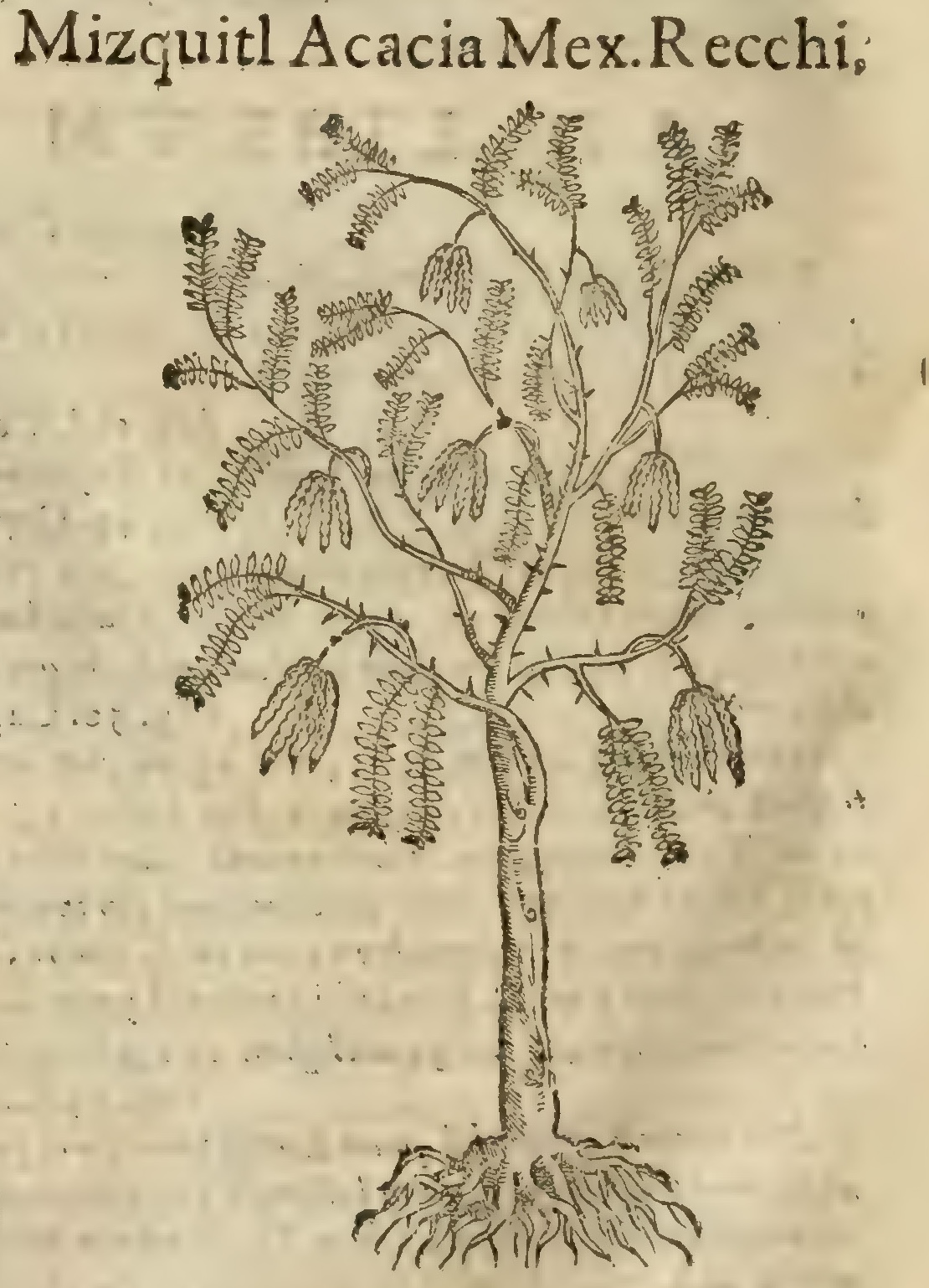 Hernández XIII 866v, mizquitl acacia