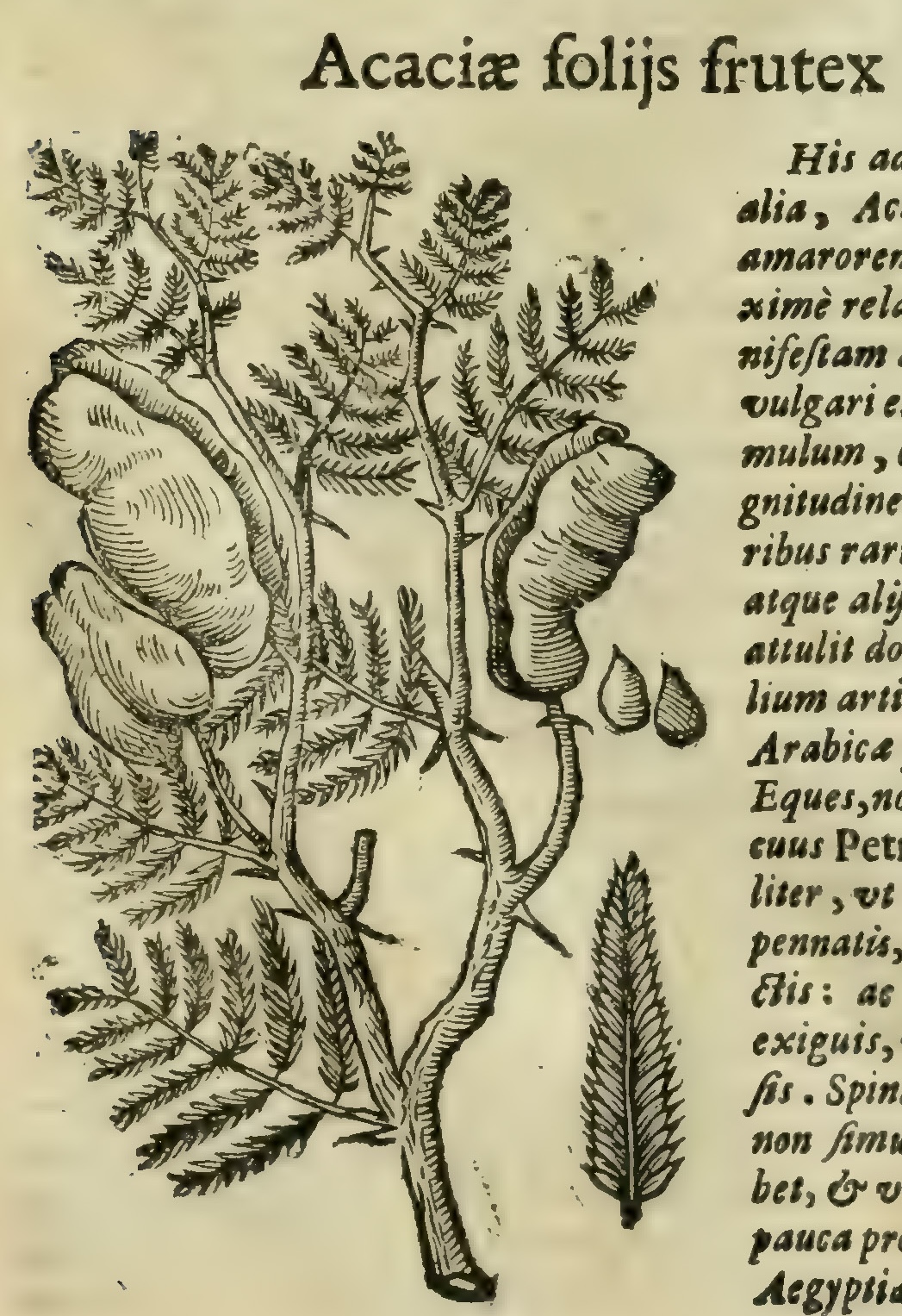 Hernández XIII 867r, acacia