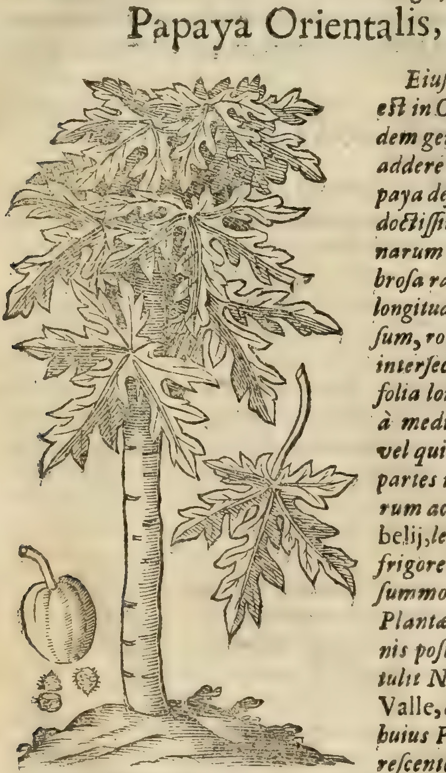 Hernández XIII 870v, papaya