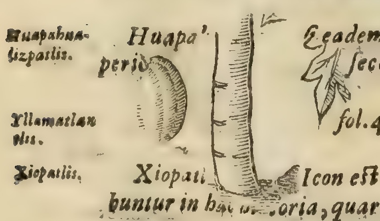 Hernández XIII 872v, xiopatl