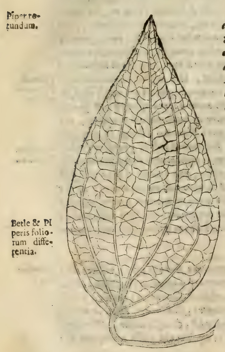 Hernández XIII 876v, pimienta