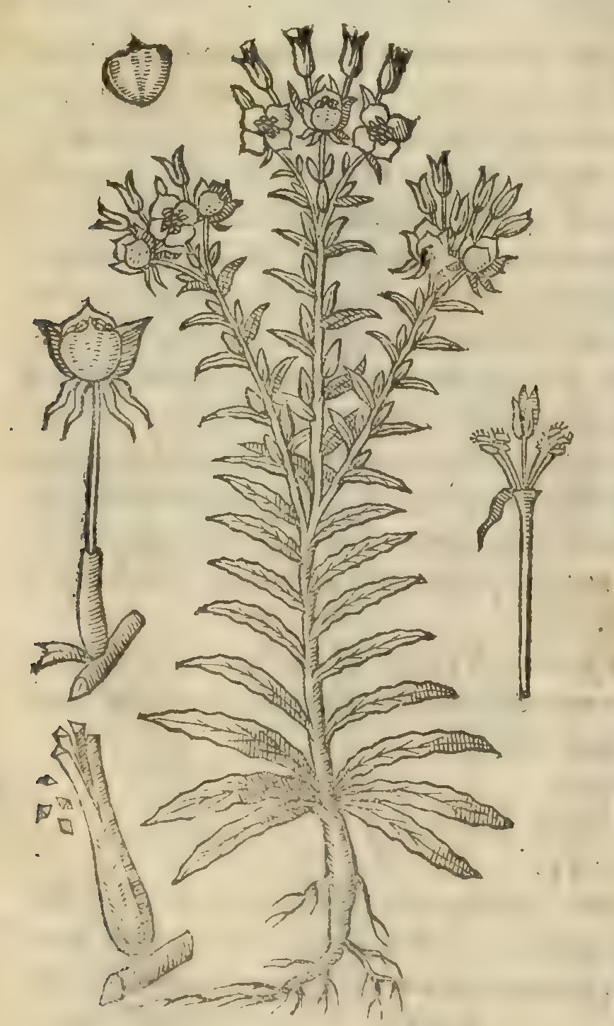 Hernández XIII 882v, lisimachia americana