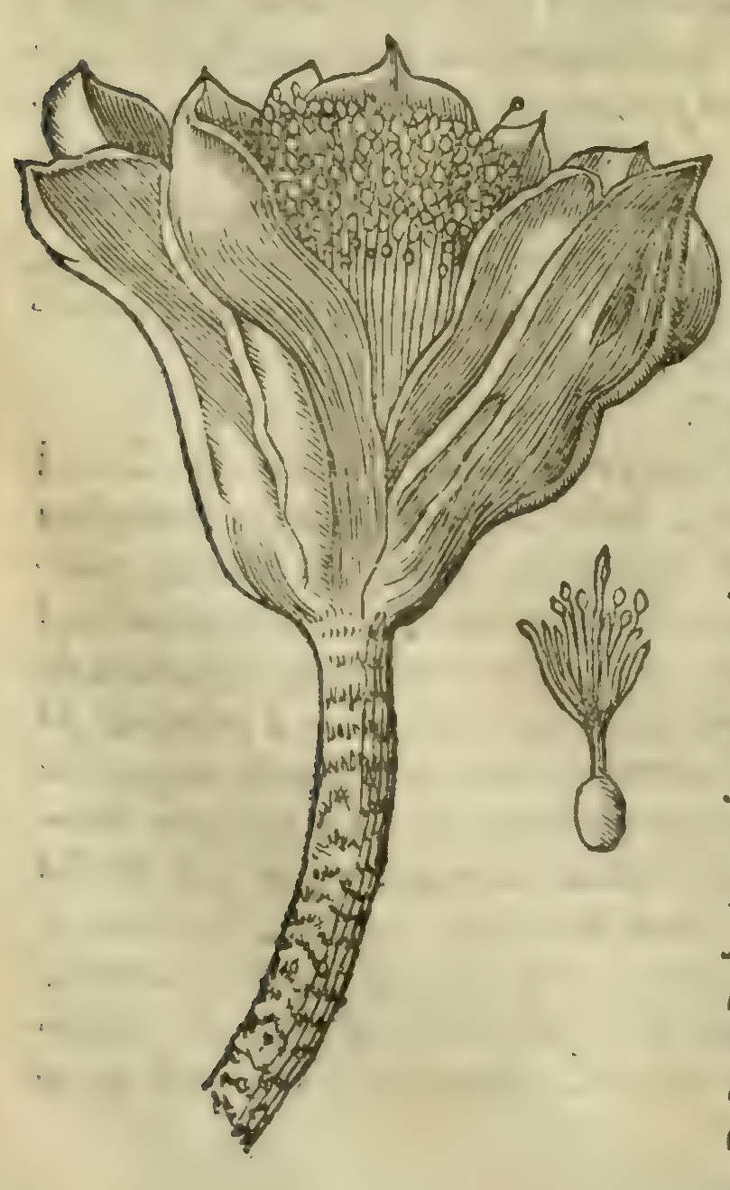 Hernández XIII 885r, narciso