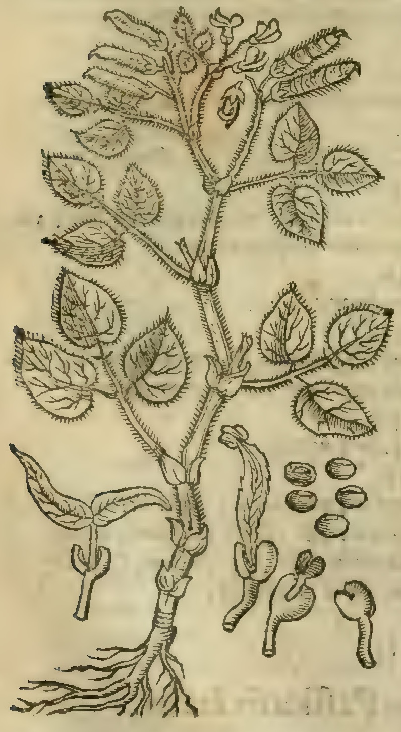 Hernández XIII 887r, mango