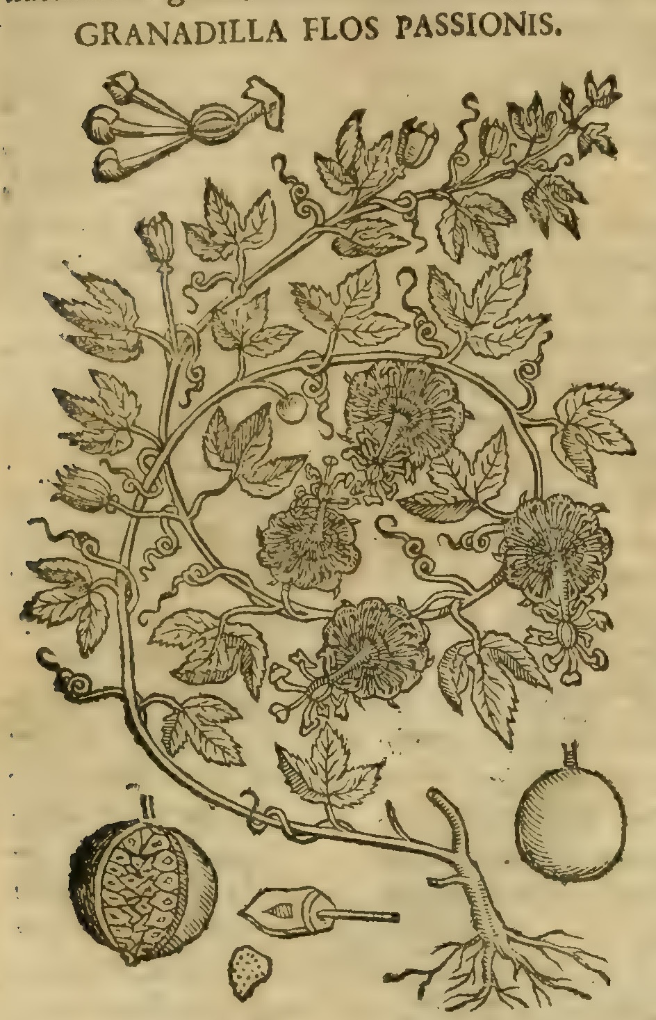 Hernández XIII 889r, granada