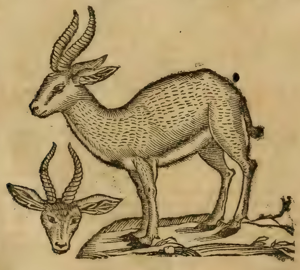 Hernández XIII 893r, mazatl