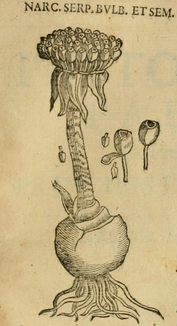 Hernández XIII 899r, narciso